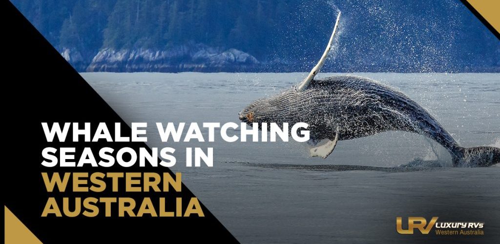 Whale Watching Seasons In Western Australia
